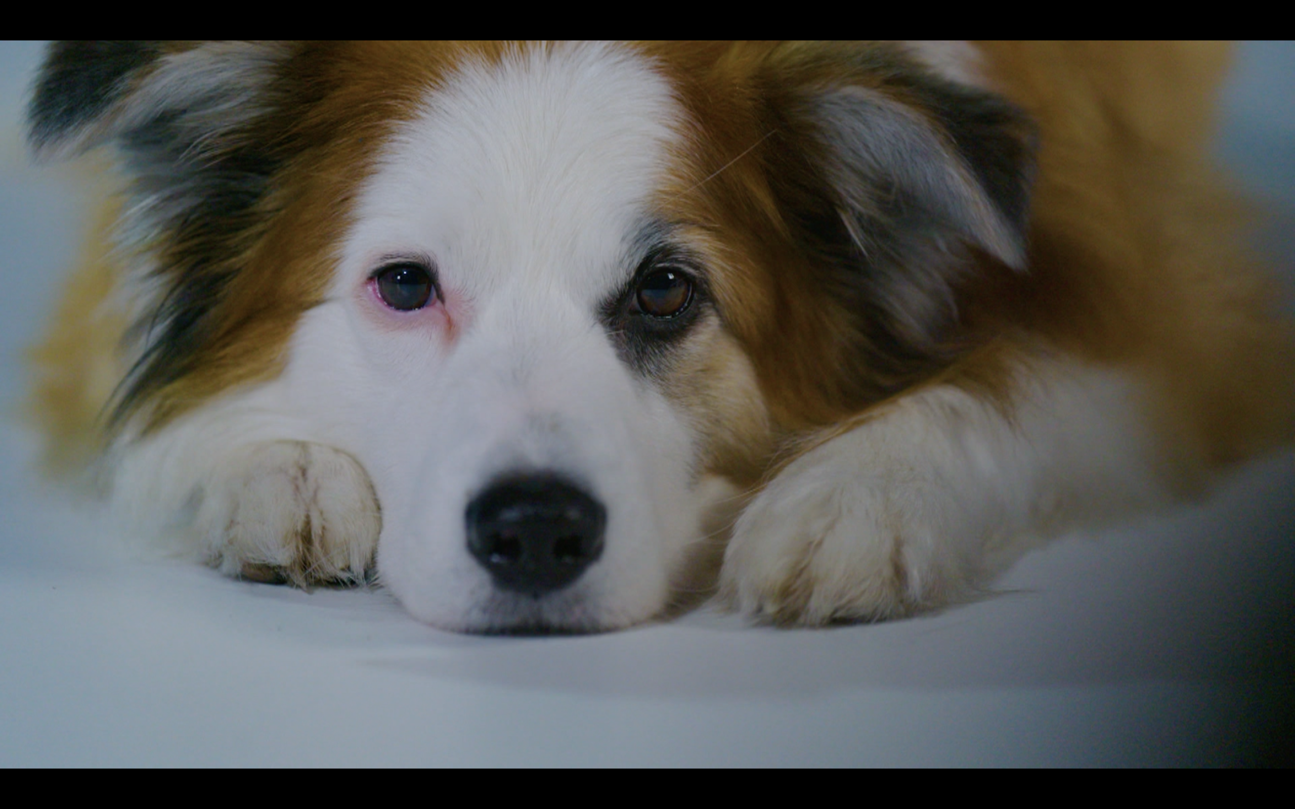 Gwiazdy piłki ręcznej i innych sportów jednym głosem: adoptujcie zwierzaki ze schronisk!